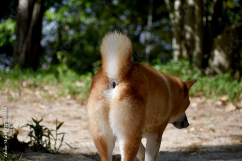 柴犬・お尻
