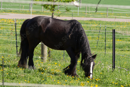 frisian black horse