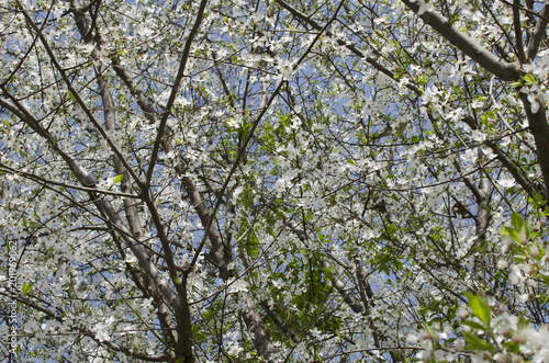 Tree branches with white flowers against the background of the sky.