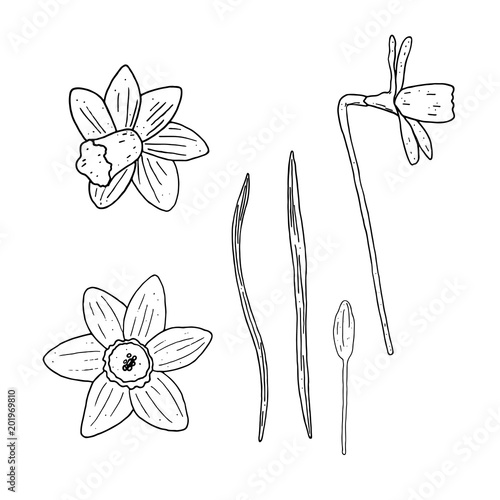 Vector set of isolated outline narcissus  on white background.