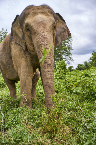 elephant play with grass
