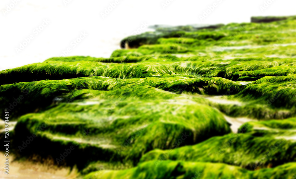 Green Sea Grass