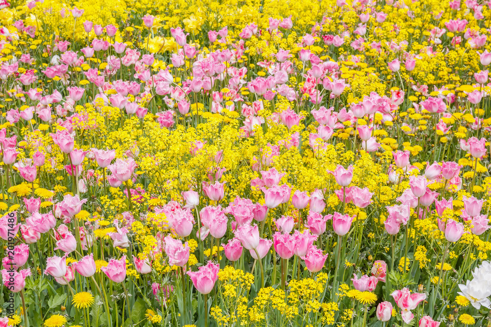 Yellow-pink background of tulips
