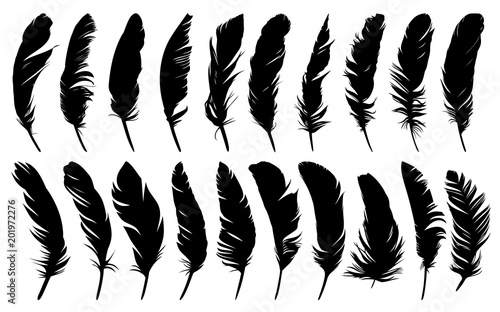 Photo Feathers of birds.