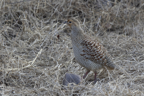 male Grey Francolin standing in the middle of a dry grass at the edge of a winter forest