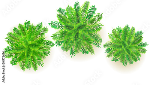 Set of green palm trees, vector 3D illustration isolated on white background. Top view on branches of coconut trees. Exotic jungle trees for your design project.