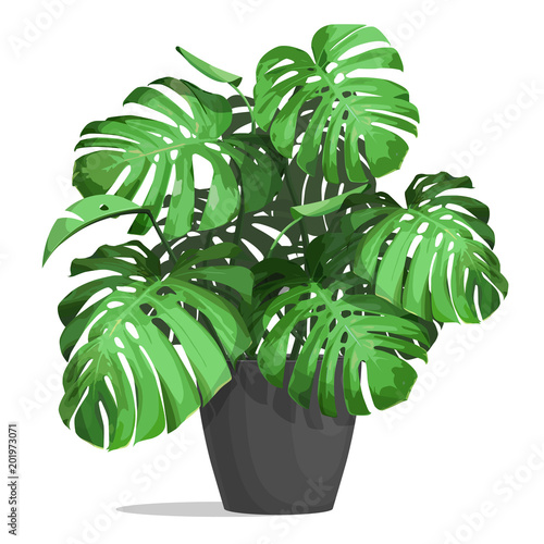 Monstera in a pot. Tropical plant for interior decor of home or office. Vector illustration isolated on white background.