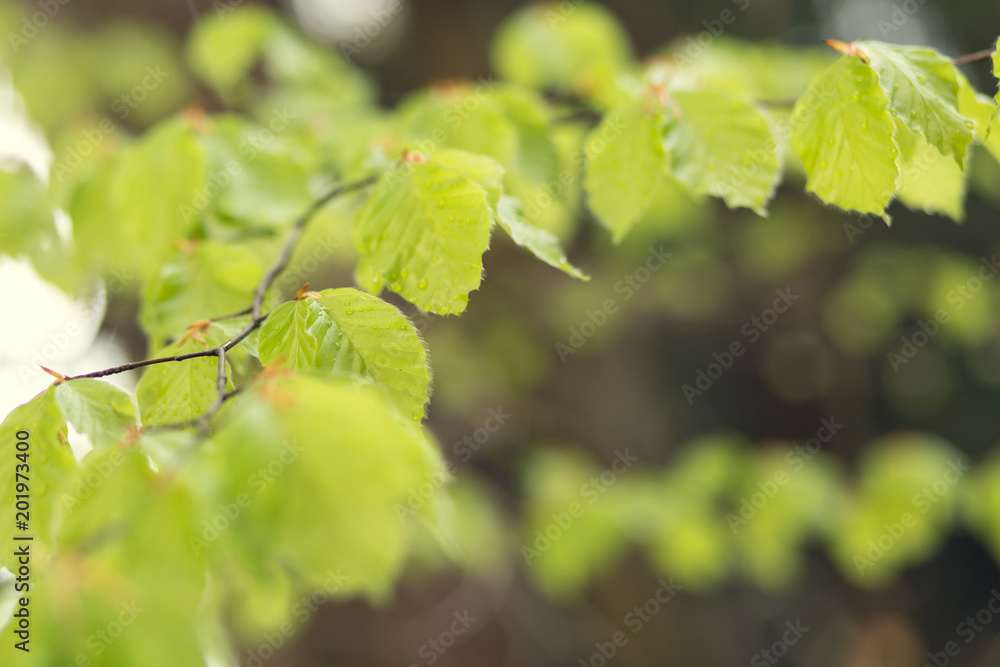 Spring green young leaves with shallow depth of field and a copy space. Spring green young leaves with shallow depth of field and a copy space.