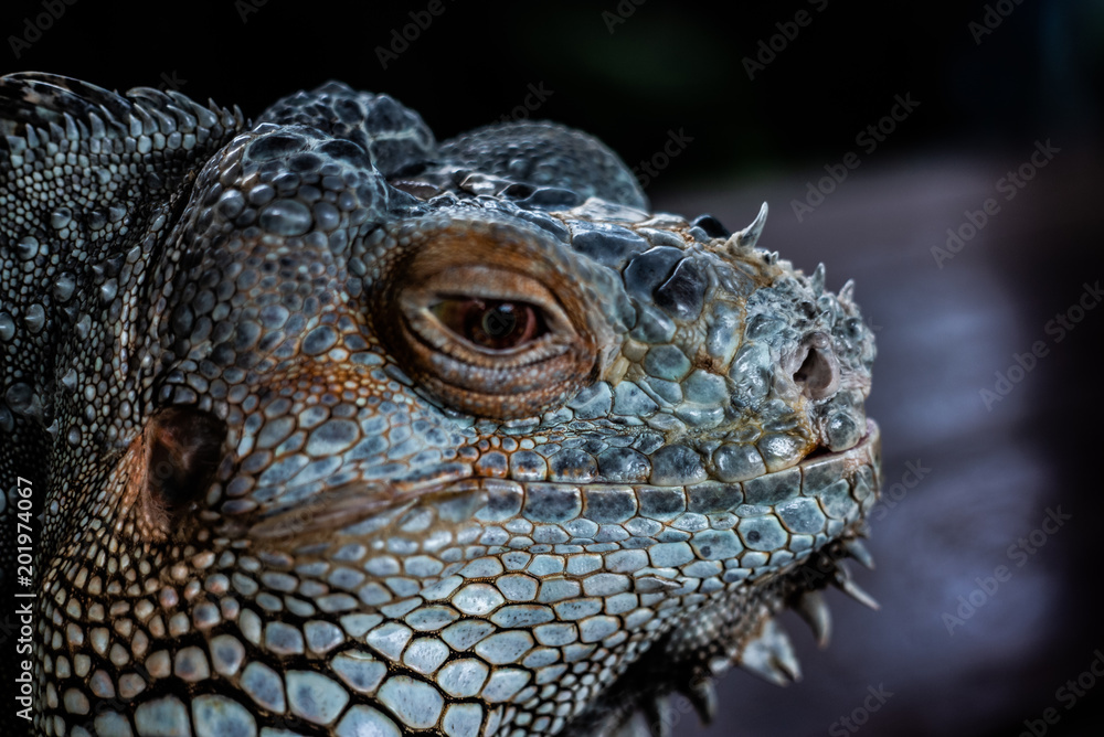 Dragon Dragon