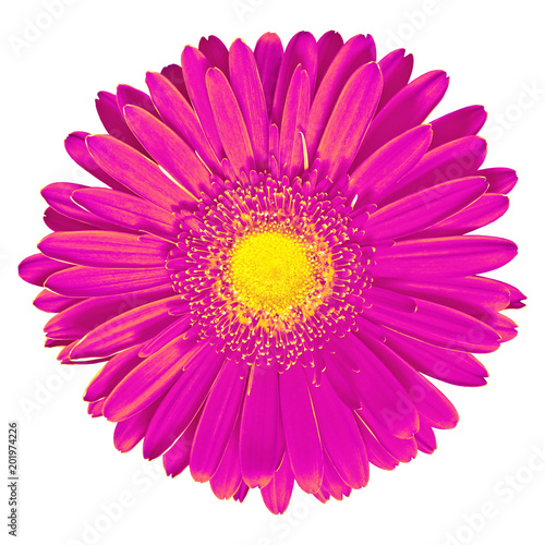 Flower lilac yellow Gerbera isolated on white background. Close-up. Macro. Element of design.