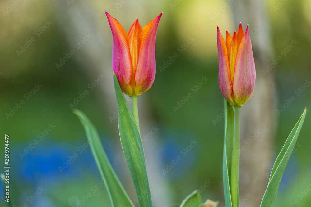 Blooming tulip flowers in the spring garden. Blooming tulip flowers in the spring garden.
