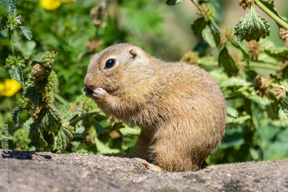 European ground squirrel eating in front of a bush European ground squirrel eating in front of a bush