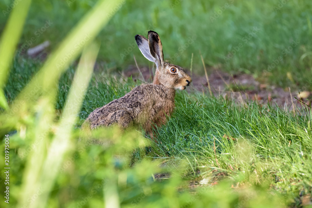 Fototapeta premium European brown hare eating grass