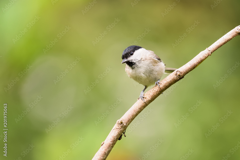 Naklejka premium Willow tit sitting on a branch