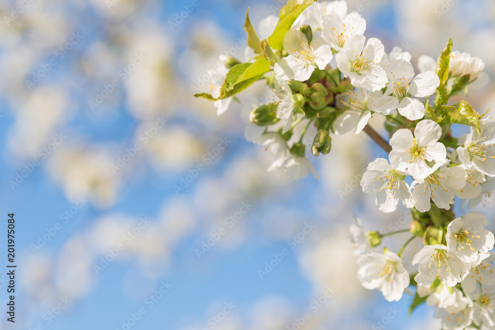 Blossoming cherry close-up blooming flowers on a concert, blurred background fragrant white flowers - Arriving jars Blossoming cherry close-up blooming flowers on a concert, blurred background fragrant white flowers - Arriving jars
