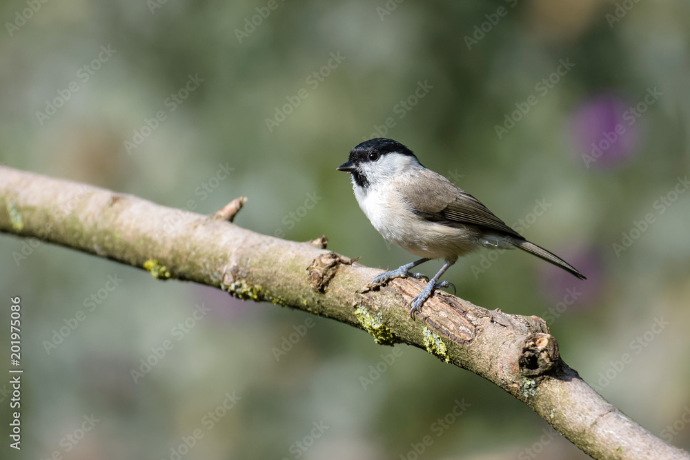 Willow tit sitting on a branch Willow tit sitting on a branch
