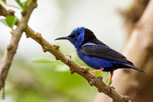 Male blue honeycreeper sitting on a branch