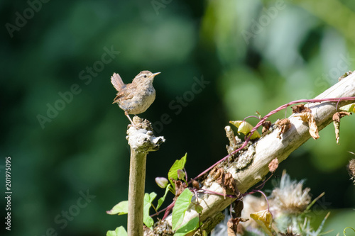 Schilderij op canvas Male wren sitting on a branch