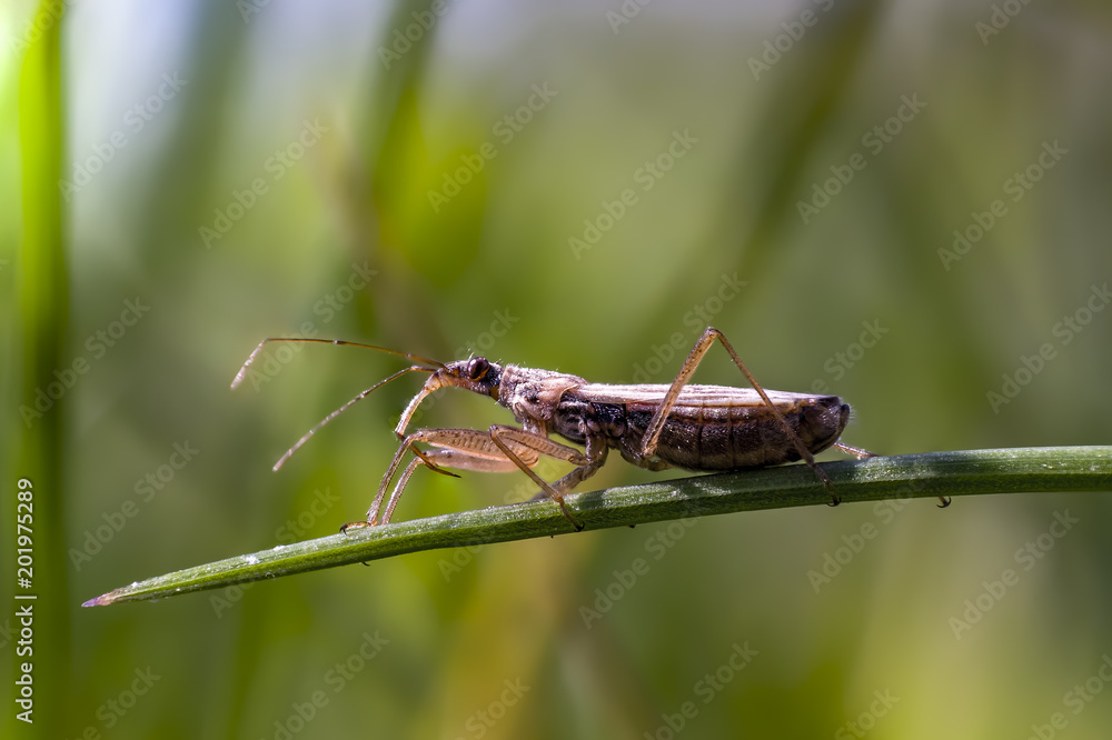 Fototapeta premium small insect on my meadow in spring season