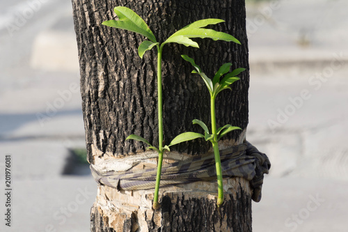 New life of the tree Growing out of the middle of the trunk.