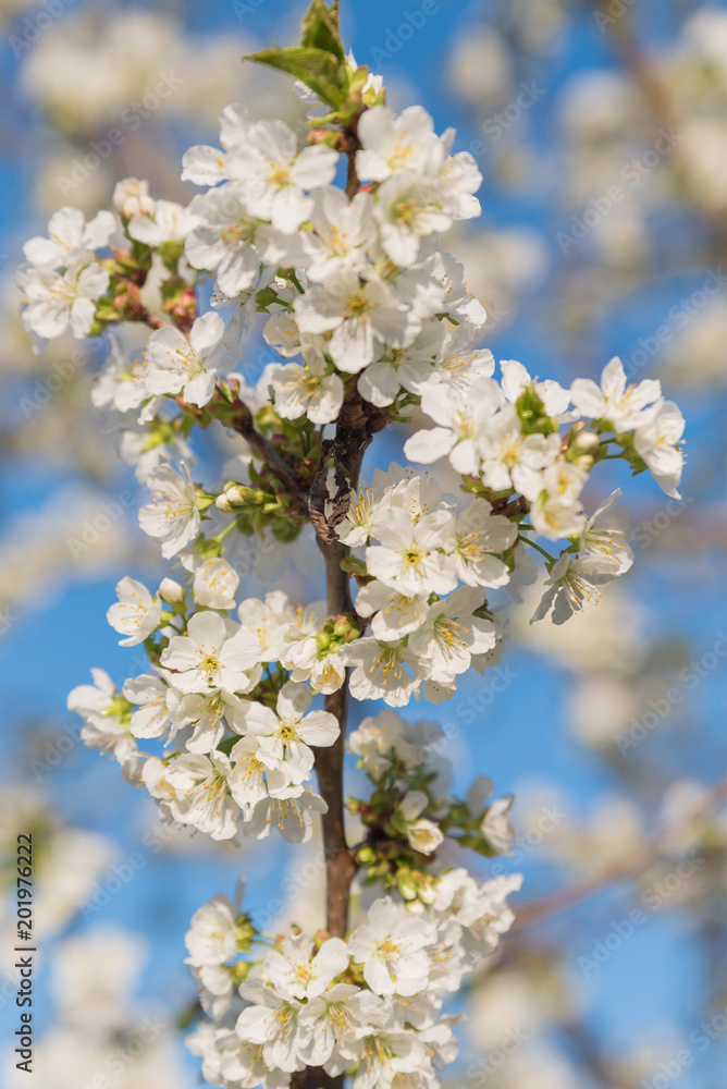Blossoming cherry close-up blooming flowers on a concert, blurred background fragrant white flowers - Arriving jars