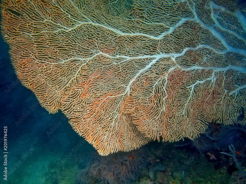 Obraz premium Gorgonian coral