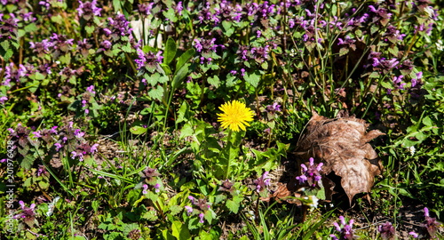 Fototapeta Naklejka Na Ścianę i Meble -  Dandelion
