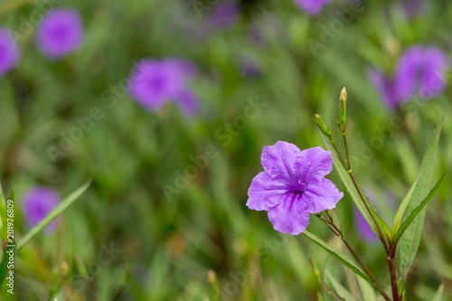 Beautiful bouquet of Purple Mexican Petunia in the garden.