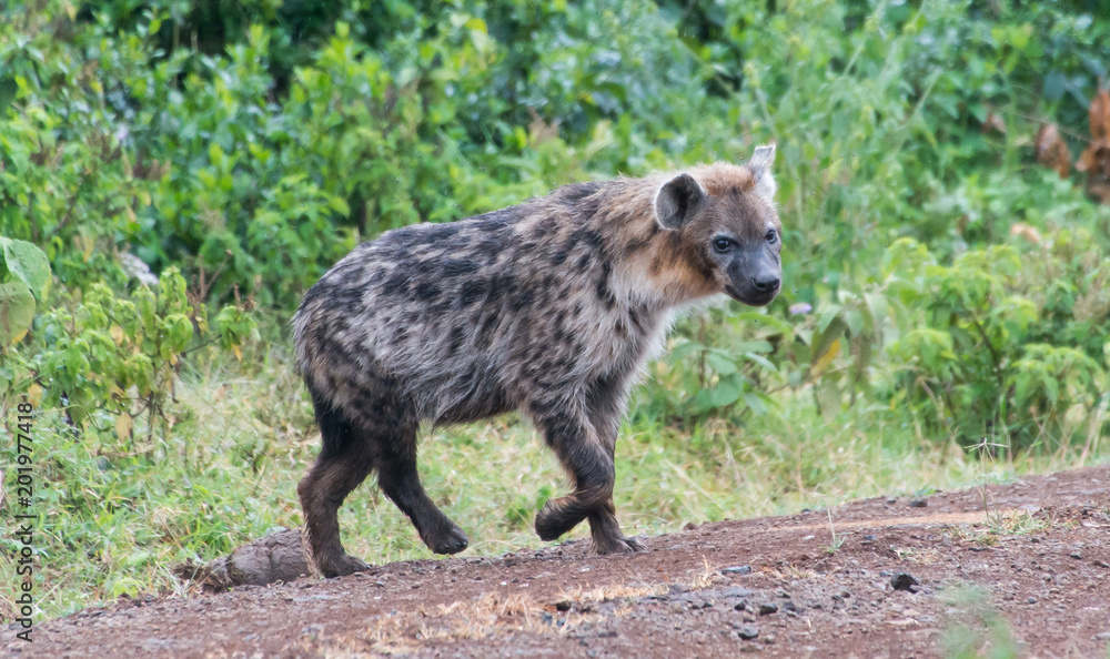 hyena