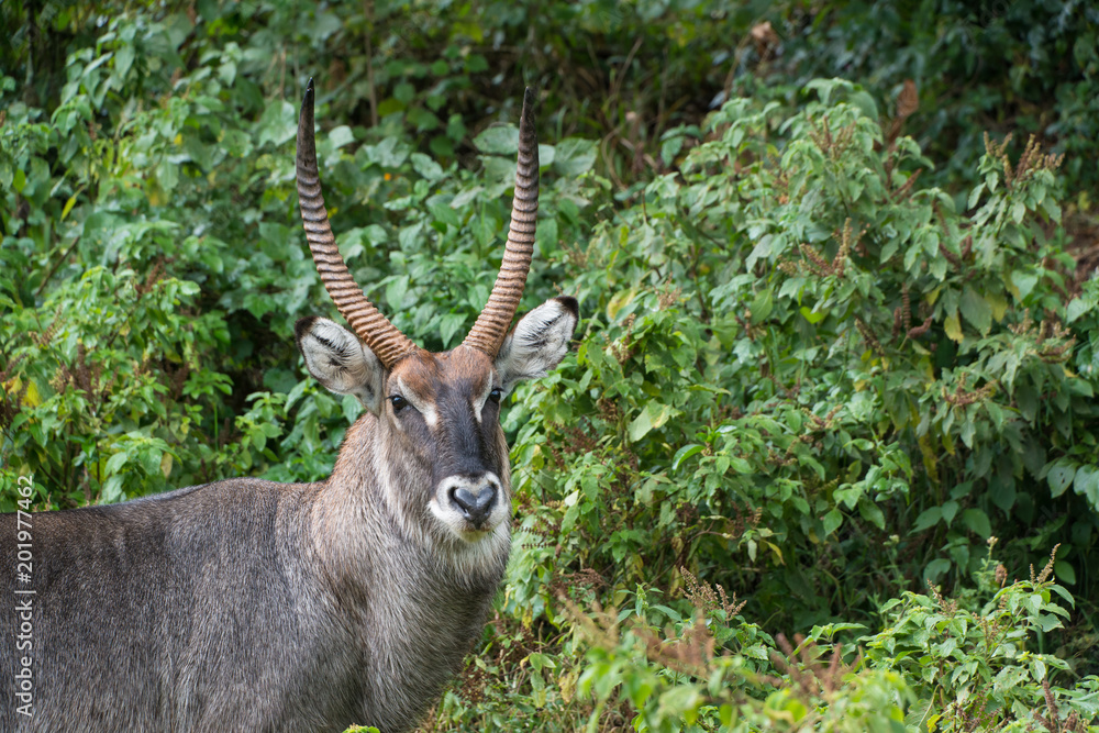 Naklejka premium water buck