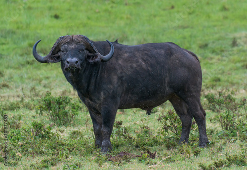 Cape buffalo