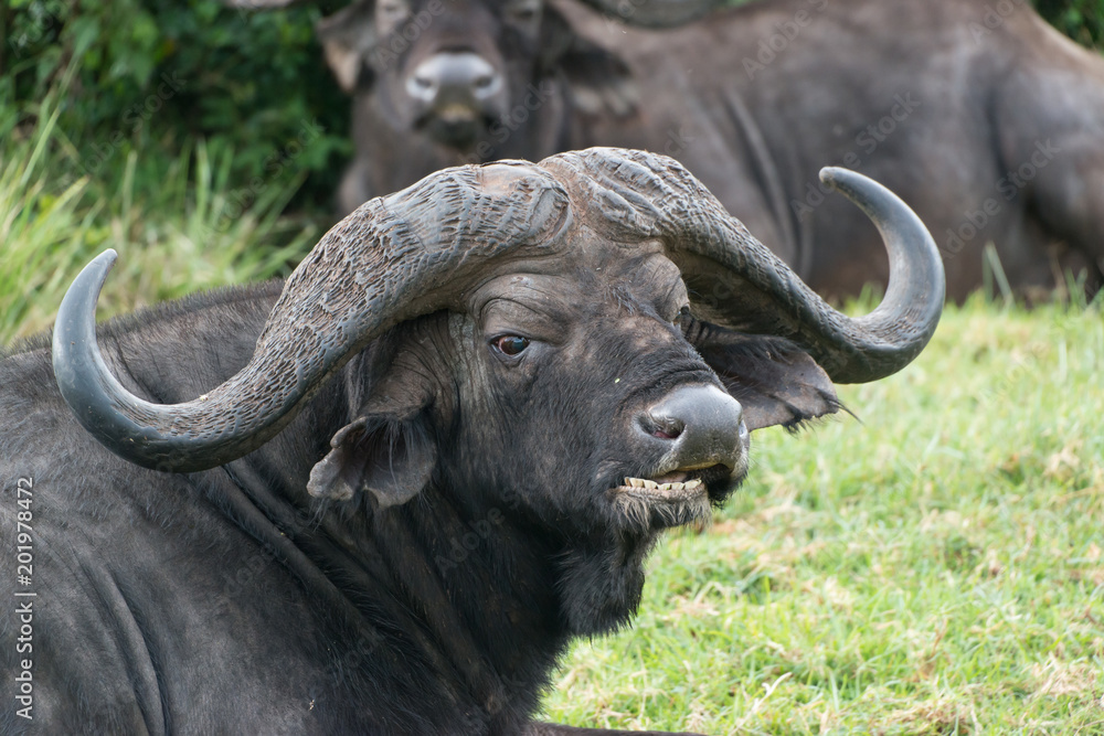 Obraz premium Cape buffalo