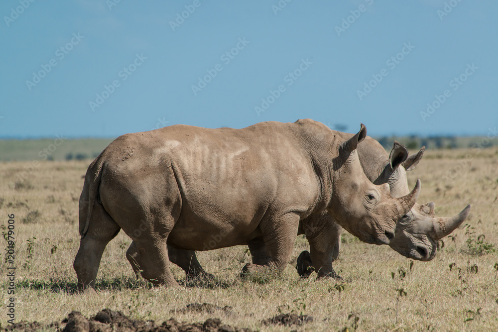 White Rhino White Rhino