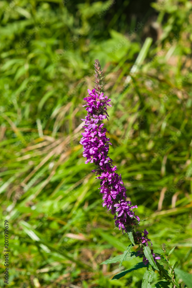 Purple Loosestrife or Lythrum salicaria blossom in weed close-up, selective focus, shallow DOF