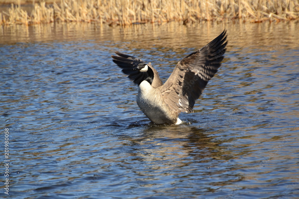 Fototapeta premium Canadian Goose Flapping its wings