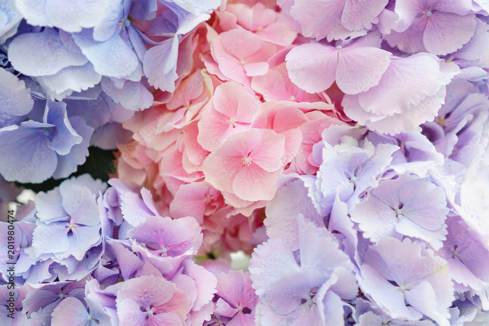beautiful hydrangea flowers in a vase on a table . Bouquet of light blue, lilac and pink flower. Decoration of home. Wallpaper and background beautiful hydrangea flowers in a vase on a table . Bouquet of light blue, lilac and pink flower. Decoration of home. Wallpaper and background