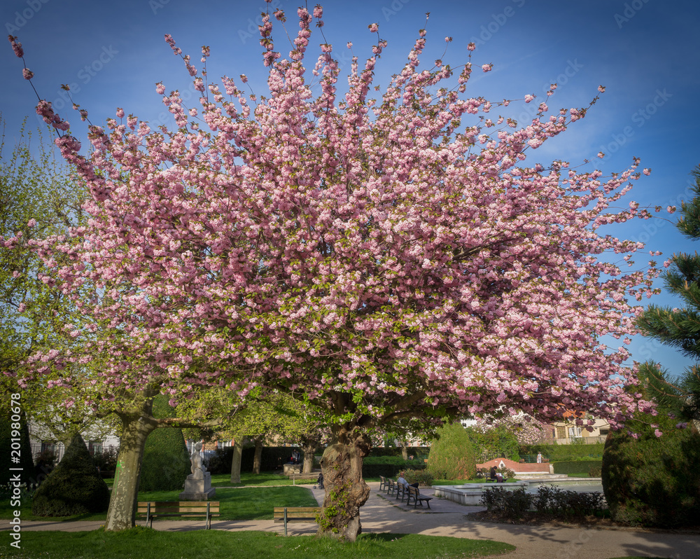 Fototapeta premium Asnières-Sur-Seine, France - 15 04 2018: Cerisiers en fleur au soleil de début de journée