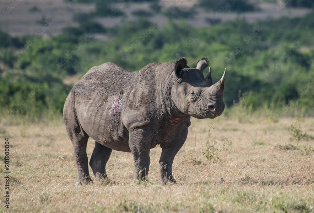 Fototapeta premium White Rhino