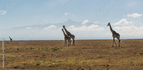 Photography Giraffe