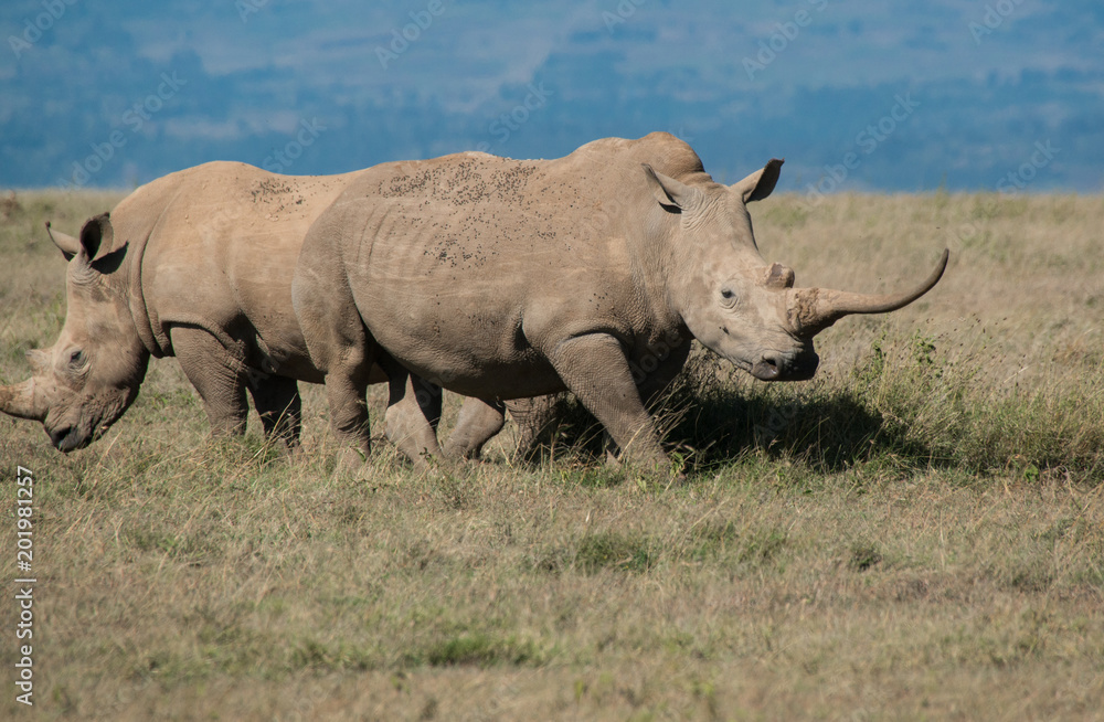 White Rhino