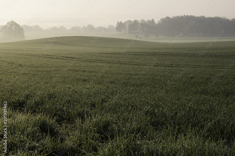 Green Agricultural Fields in Fog, Early Spring