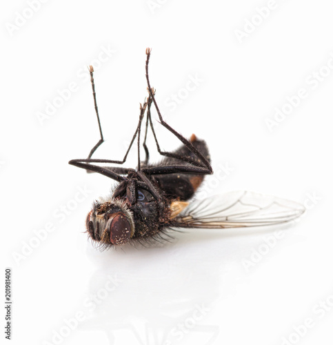 Typical dead house-fly lying on the back, isolated on white background with shadow reflection. Macro, closeup shot. Gone housefly. Lifeless cluster fly lying still, reflective underlay. Late flesh-fly