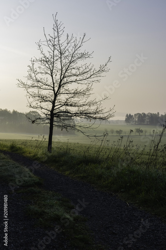 Single Bare Tree Dark Silhouette, Sunrise in Green Meadow, Foggy Landscape