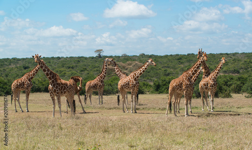 Herd of Giraffe