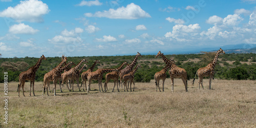 Fototapeta Naklejka Na Ścianę i Meble -  Herd of Giraffe