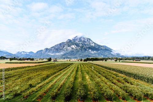 Scenic view of vineyard against mountain