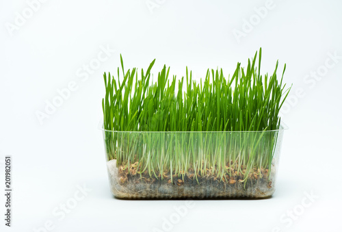 Wheat grass sprouts in a plastic container on a blue background