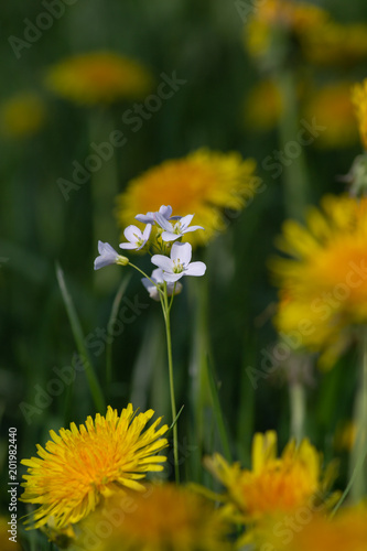 Fototapeta Naklejka Na Ścianę i Meble -  dandelion meadow
