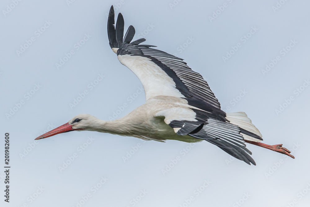 Naklejka premium storch
