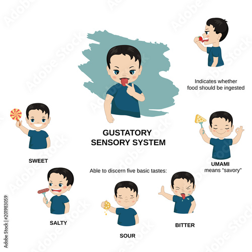 Illustration of human senses